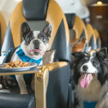 Customised In-Flight Amenities
