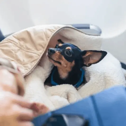 Stress-Free Travel For Pets