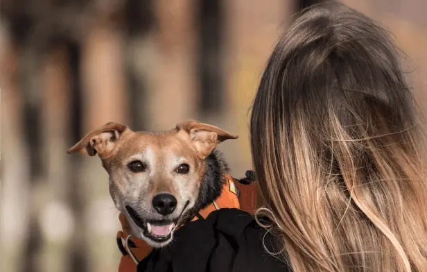 Private Jet Charter for Pet Travel