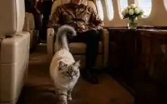 Pet travelling comfortably inside a private jet cabin in Indonesia