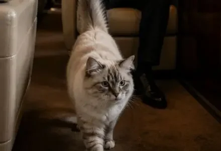 Cat walking around on a private jet cabin aisle, enjoying a pet-friendly flight to Indonesia