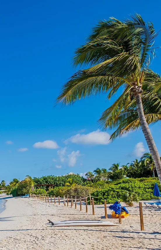Pristine white sand beach with turquoise waters and palm trees in Providenciales, Turks and Caicos