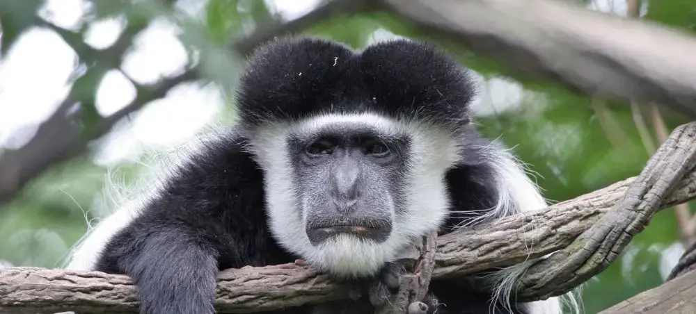 Black and white colobus monkey resting on tree branch in Arusha National Park, Tanzania wildlife safari