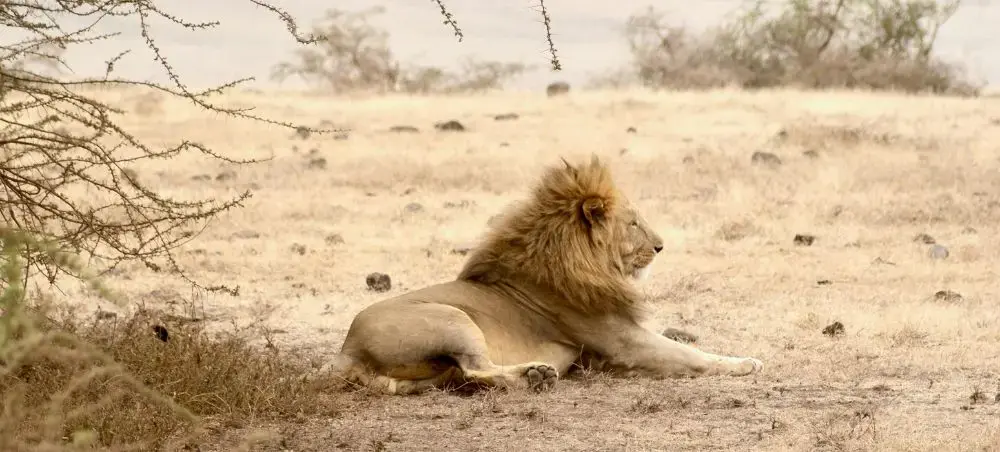 Majestic male lion resting under acacia tree in Tanzania's golden savanna, showcasing premier safari destinations