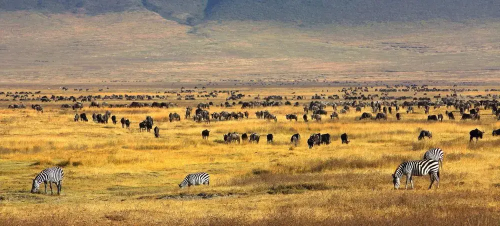 Vast Serengeti plains with thousands of wildebeest and zebras grazing during the Great Migration near Arusha