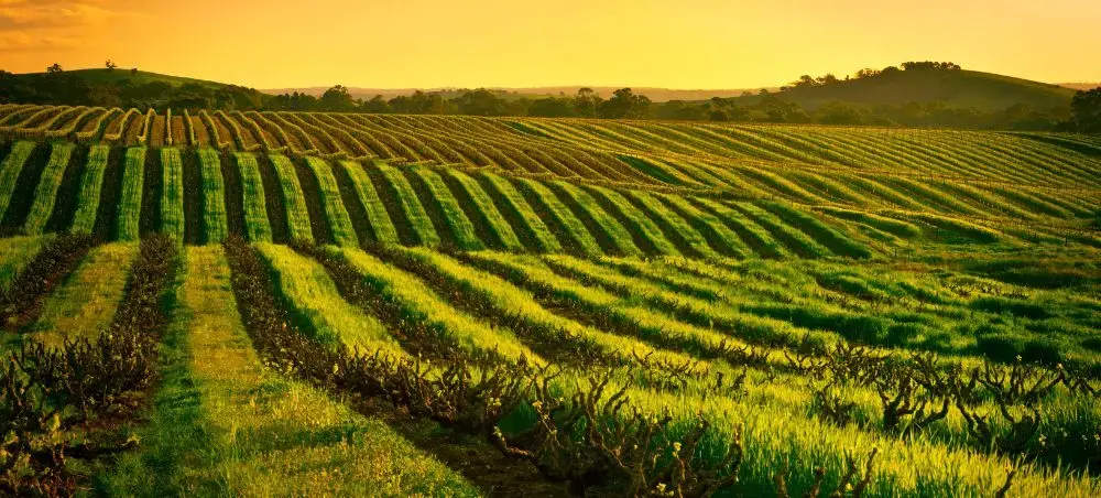 Rolling vineyard rows stretch across Australian countryside under golden sunset sky showcasing wine region beauty