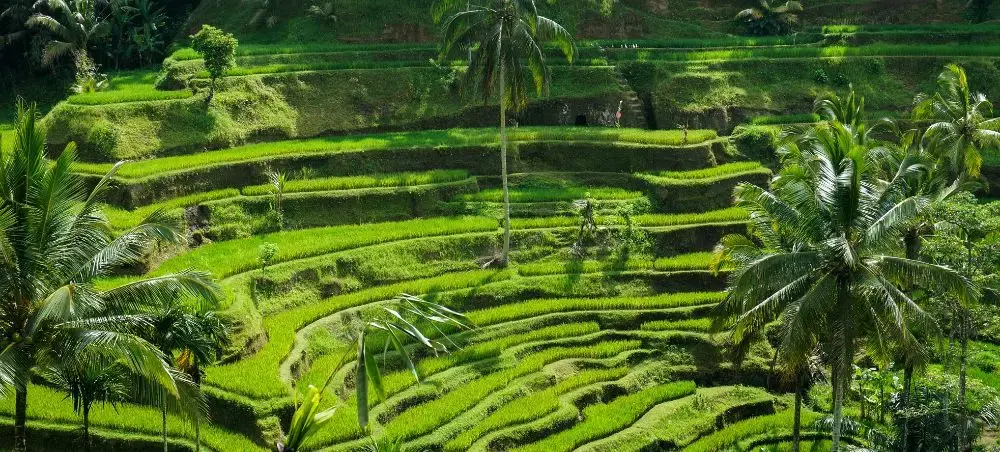 Lush green terraced rice fields cascade down hillsides surrounded by tropical palm trees in Bali