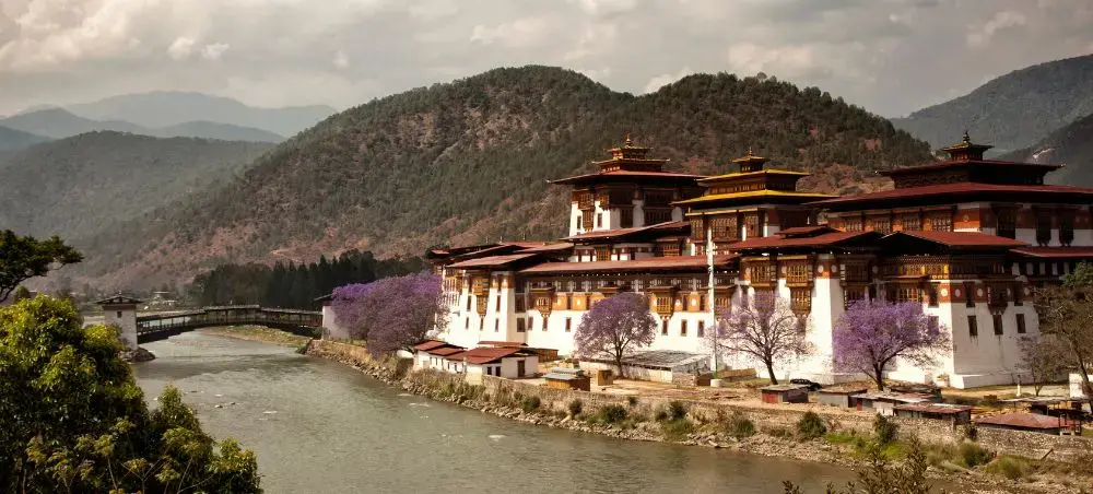 Punakha Dzong fortress beside flowing river with blooming jacaranda trees and Himalayan mountains in Bhutan
