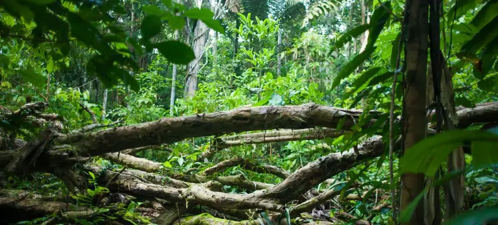 Dense tropical rainforest in Bolivia with fallen logs creating natural bridges through lush vegetation