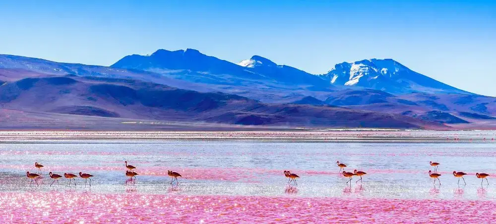 Pink flamingos wading through Bolivia's stunning Salar de Uyuni salt flats with snow-capped Andes mountains