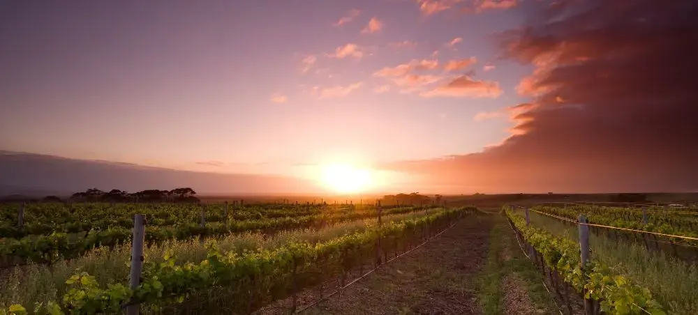 Bordeaux vineyard rows stretching toward golden sunset, showcasing France's premier wine region destination