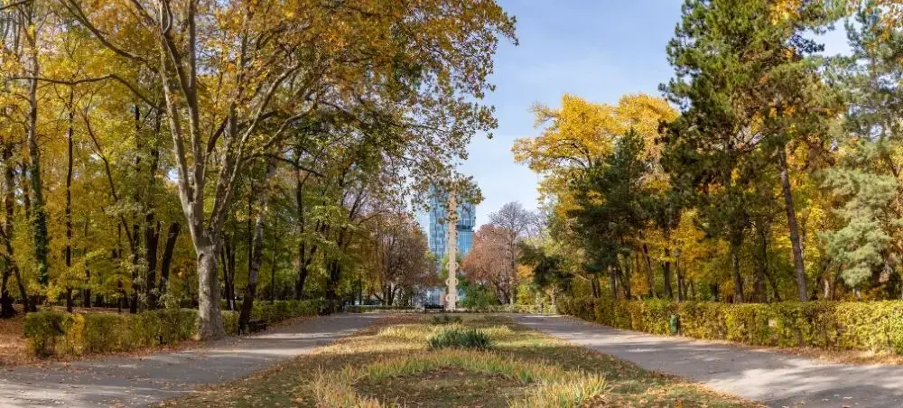 Tree-lined boulevard in Bucharest's Herastrau Park during autumn with golden foliage and city skyline