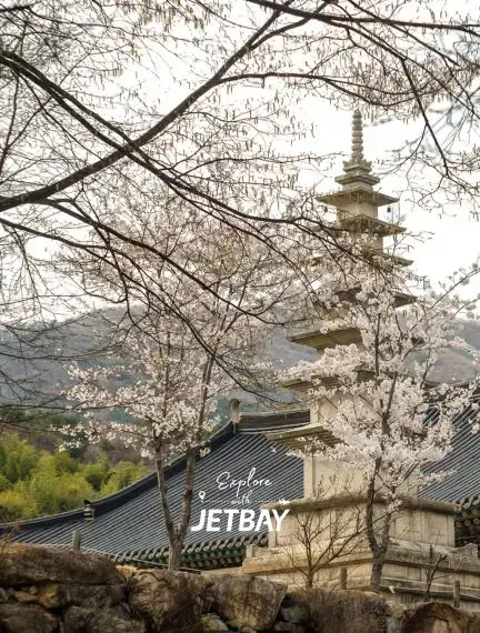 Traditional Korean pagoda temple surrounded by delicate cherry blossoms in historic Busan district