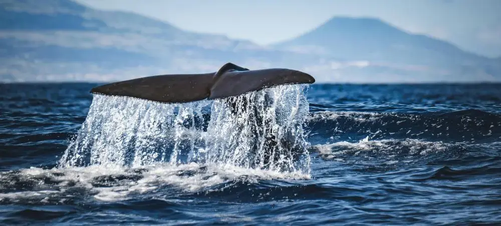 Whale tail emerging from ocean waters near Cancun, showcasing marine wildlife viewing opportunities