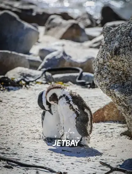 African penguin colony at Boulders Beach near Cape Town showcasing South Africa's unique wildlife experiences