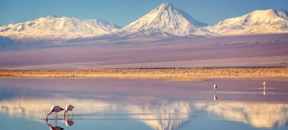 Flamingos feeding in pristine salt lake with snow-capped Andes mountains reflecting in Chile's Atacama Desert
