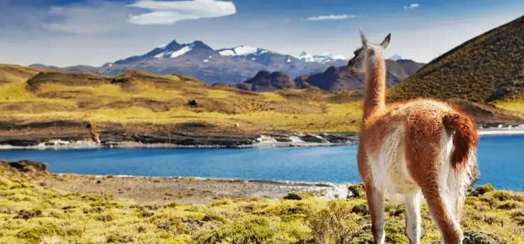 Llama grazing beside pristine lake with snow-capped Andes mountains showcasing Chile's dramatic landscapes