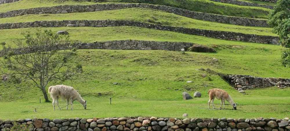Llamas grazing on terraced green hillsides near Cuenca, showcasing Ecuador's Andean highlands landscape