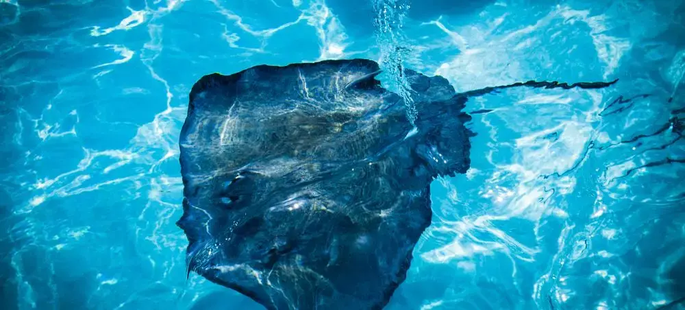Cultural and natural attractions in Cayman Islands featured on a private jet charter itinerary
