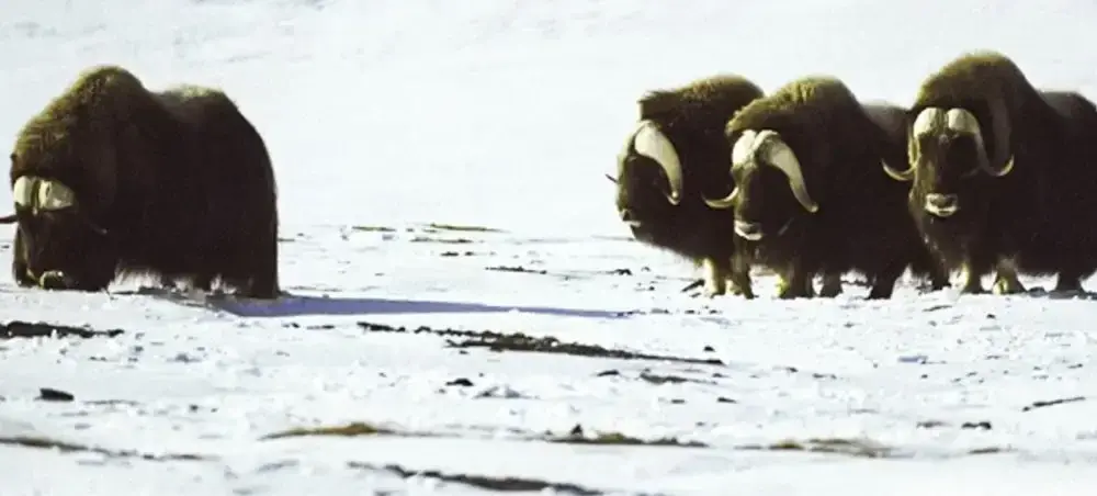 Cultural and natural attractions in Kangerlussuaq featured on a private jet charter itinerary