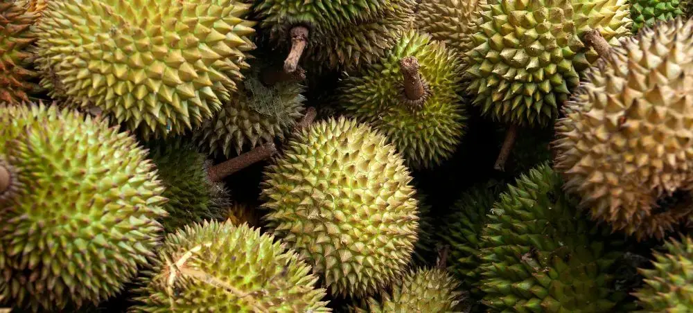 Fresh durian fruits with spiky green shells at Davao City market showcasing local Philippine delicacies