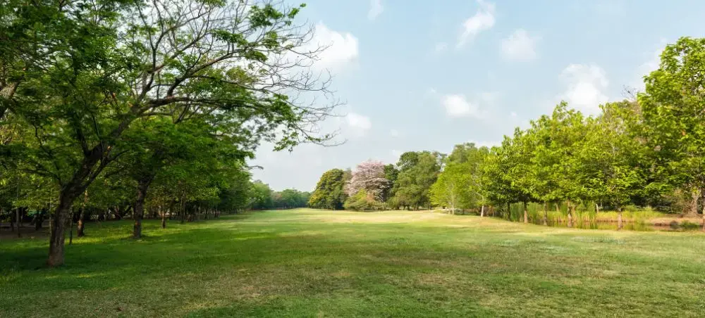 Expansive green parkland in Debrecen showcasing the city's natural beauty and peaceful recreational spaces
