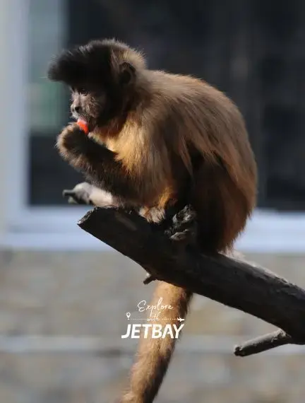 Primate enjoying fruit at Debrecen Zoo, showcasing wildlife attractions for luxury travelers visiting Hungary