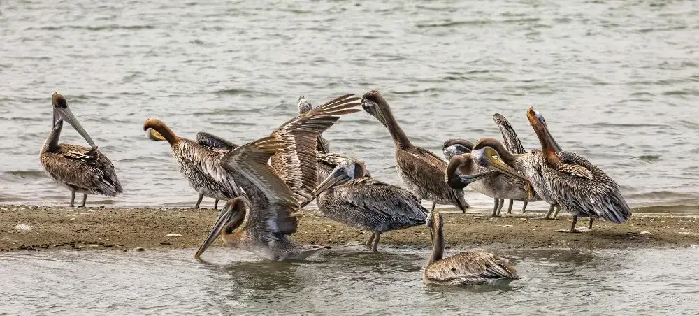 Flock of brown pelicans gathering on Ecuador's coastal shoreline, showcasing the country's rich wildlife