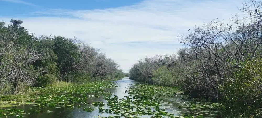 Everglades waterway with lily pads and mangrove trees showcasing Miami's natural wilderness attractions