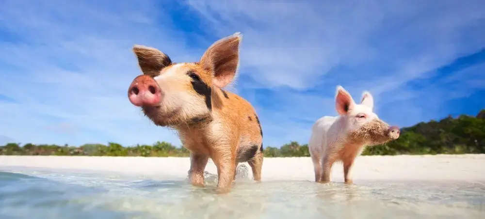 Famous swimming pigs wading in crystal-clear waters at Pig Beach, Exuma Bahamas tropical paradise