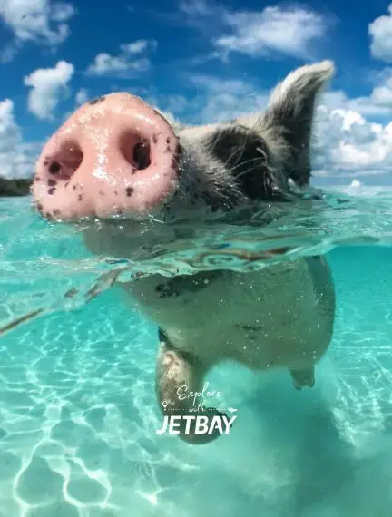 Swimming pig enjoying crystal-clear turquoise waters in Exuma Bahamas, a unique luxury travel destination