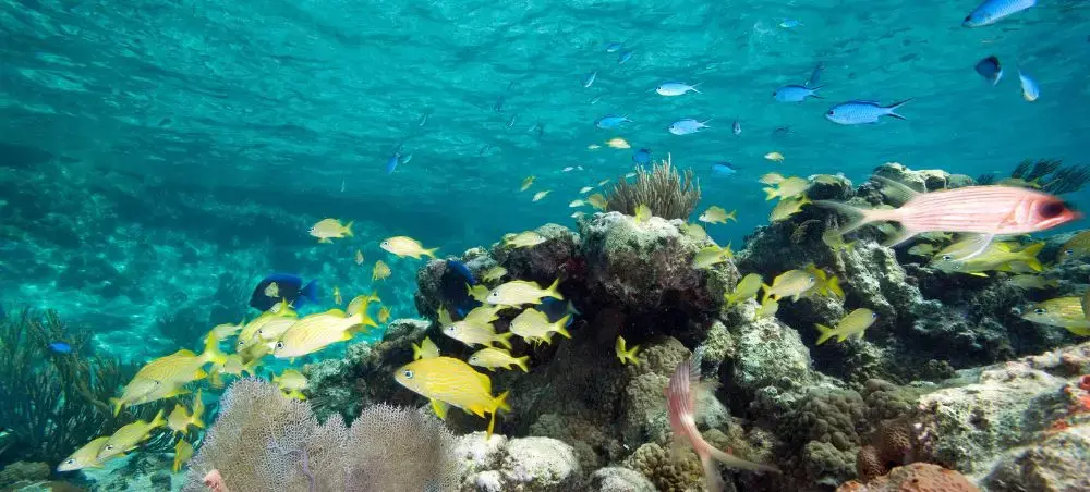 Vibrant coral reef ecosystem in Exuma waters with tropical fish and marine life for luxury diving excursions