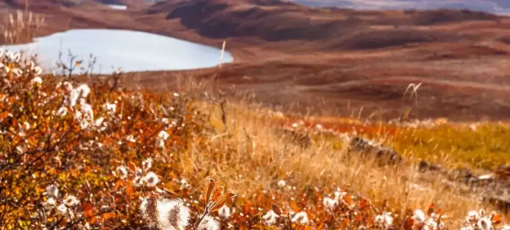 Fine dining restaurant and local cuisine in Kangerlussuaq for private jet charter travellers
