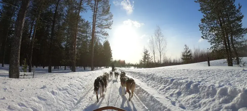 Husky dog sledding team pulling sled through snowy forest trail in Greenland's pristine wilderness