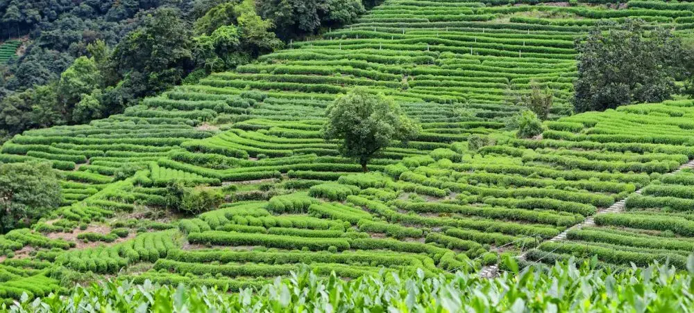 Lush green tea terraces cascade down hillsides near Hangzhou, showcasing China's renowned tea cultivation heritage