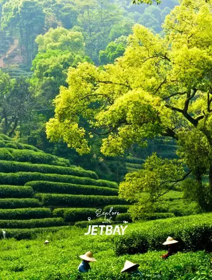 Lush green tea terraces cascade down hillsides in Hangzhou with workers harvesting premium Chinese tea leaves