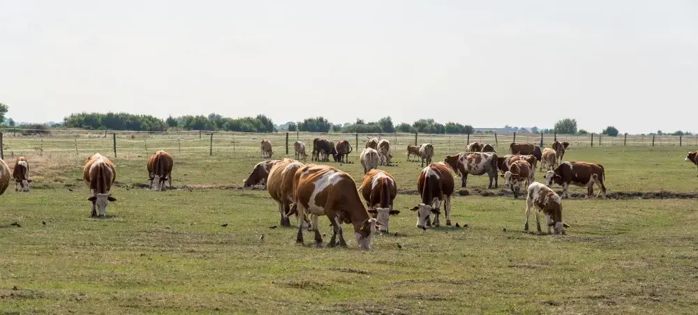 Cattle grazing peacefully in Hungarian countryside pastures beneath expansive rural skies