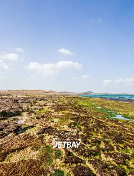 Jeju Island's dramatic volcanic coastline with moss-covered lava rocks and turquoise waters under blue skies