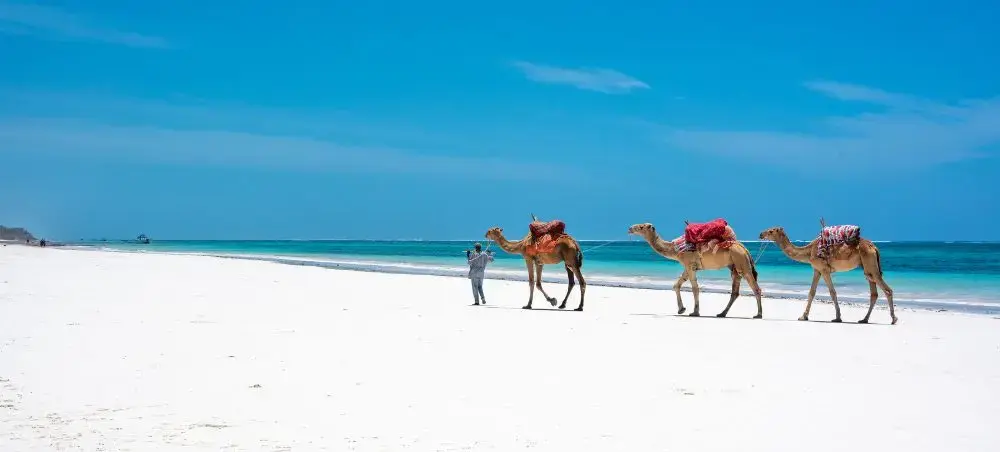 Camel caravan walking along pristine white sand beach with turquoise waters in coastal Kenya