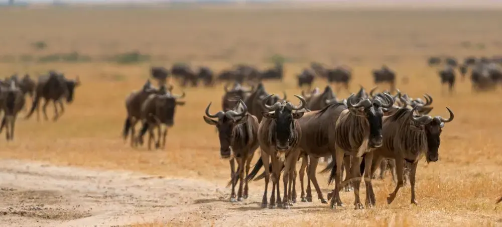 Wildebeest herd migrating across golden savanna plains during Kenya's Great Migration safari season