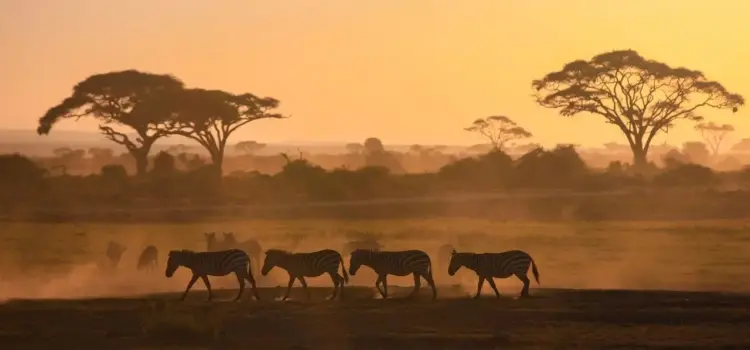Zebras crossing golden savanna at sunset in Kenya with iconic acacia trees silhouetted against amber sky