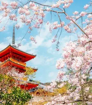 Traditional red pagoda temple surrounded by blooming cherry blossoms in historic Kyoto, Japan