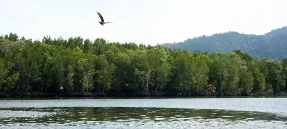 Tranquil lake surrounded by lush tropical forest and mountains in Langkawi, Malaysia with birds soaring overhead