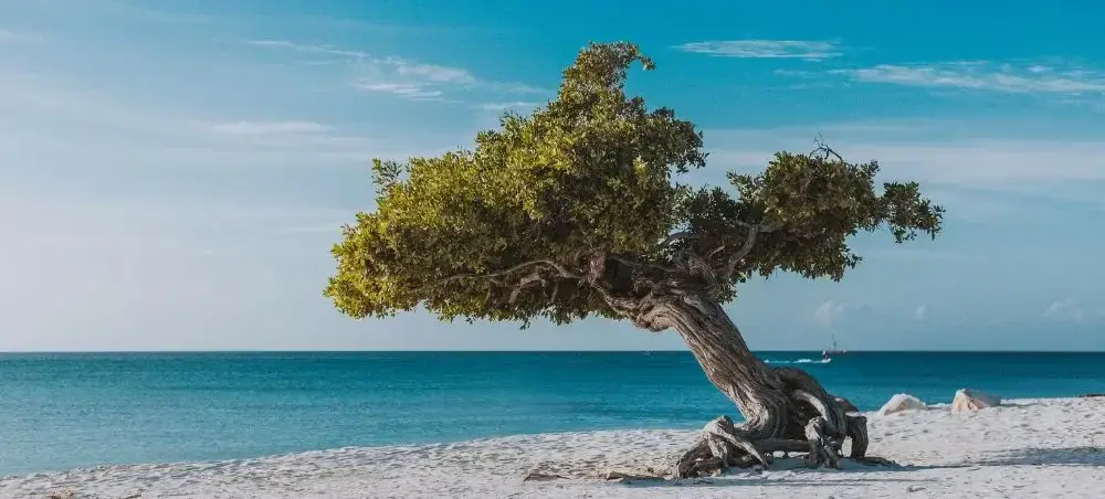Local cuisine and dining scene in Aruba popular with private jet charter passengers