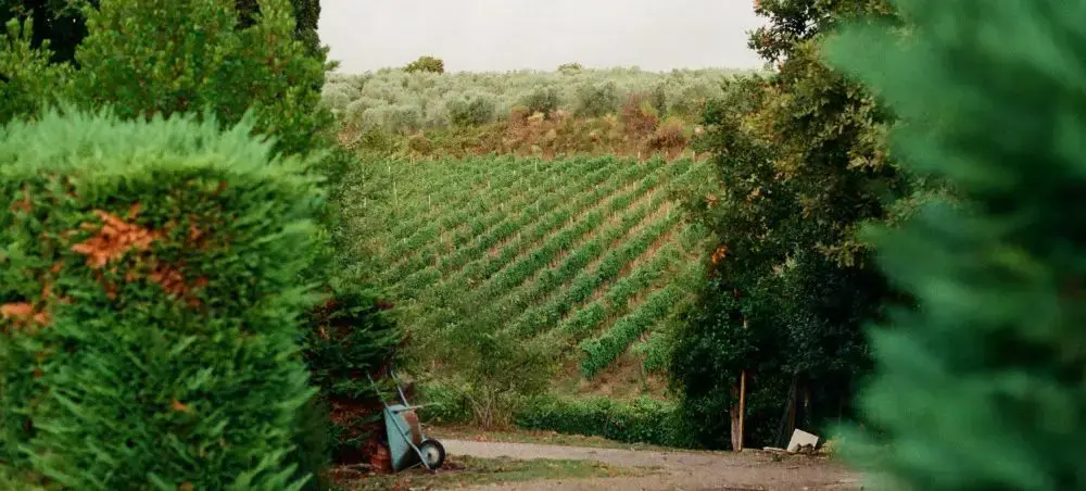 Local cuisine and dining scene in Mendoza popular with private jet charter passengers