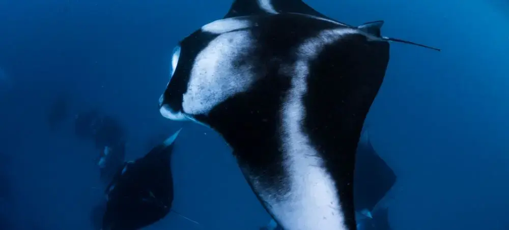 Graceful manta ray gliding through crystal-clear waters of the Maldives, showcasing marine wildlife encounters