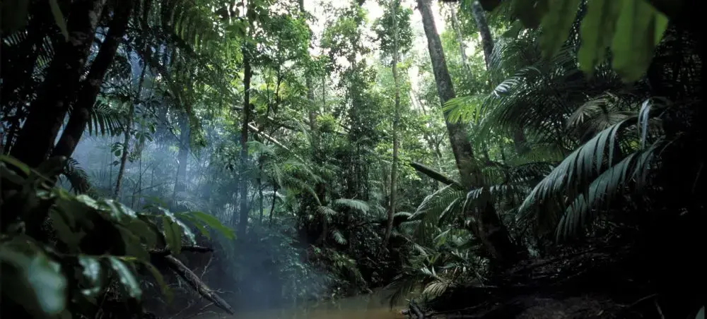 Dense Amazon rainforest canopy with sunlight filtering through lush tropical vegetation near Manaus