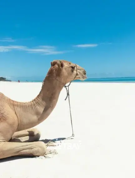 Camel resting on pristine white sand beach with turquoise ocean waters in Mombasa, Kenya
