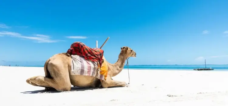 Camel resting on pristine white sand beach in Mombasa with turquoise Indian Ocean waters and sailboat