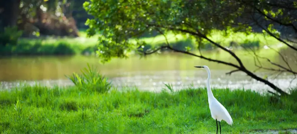 Elegant white heron standing beside tranquil waters in Mombasa's lush tropical landscape